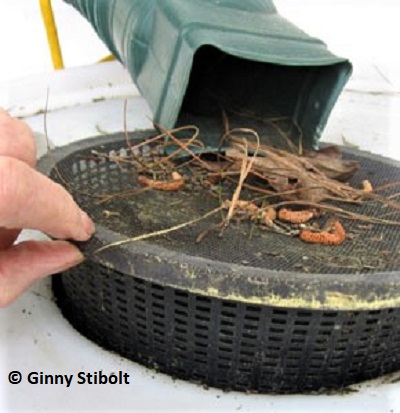 The screen on the "open barrel" system keeps out mosquitoes and tree trash.  Photo by Stibolt