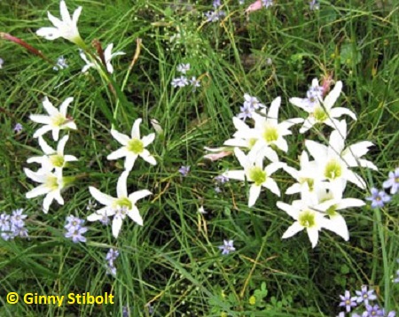 Native Rain lilies growing with blue-eyed grass in a roadside ditch. 
	Photo by Stibolt
