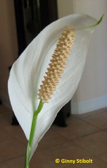 Peace lily waves its white flag of surrender. Photo by Stibolt