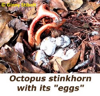 Octopus stinkhorn and eggs - photo by Stibolt