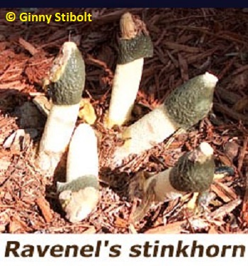 Ravenels stinkhorns - photo by Stibolt