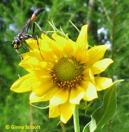 Thread-waisted wasp is almost as large as the sunflower.  Photo by Stibolt.