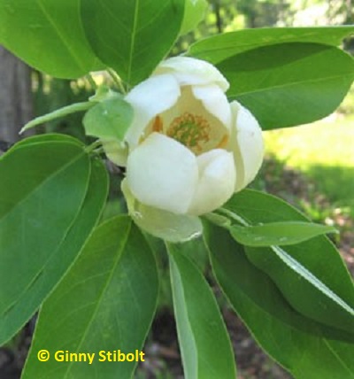 Sweet bay magnolia is a great choice especially where you might have standing water.  Photo by Stibolt