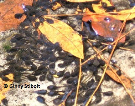 Tadpoles congegate in the shallows -- Photo by Stibolt