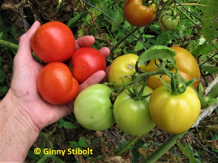 EArly Girl Tomatoes are quite globular. Photo by Stibolt