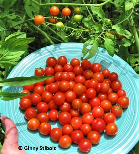 Sweet 100 tomatoes.  Photo by Stibolt