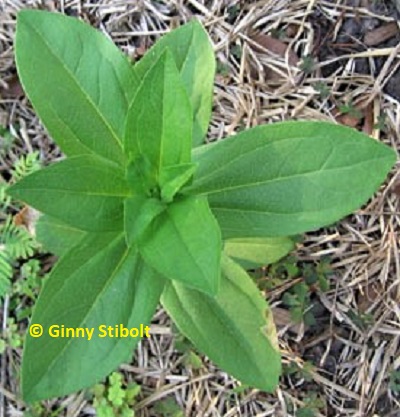 This zinnia has three leaves instead of two.  Photo by Ginny.