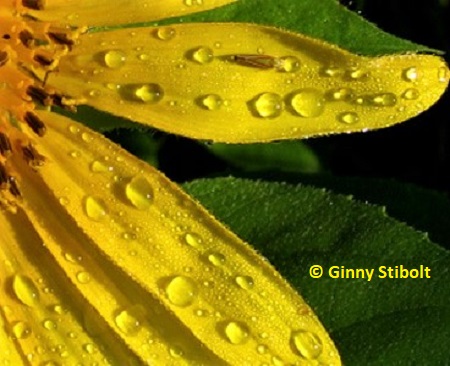 Water forms droplets on sunflower petals.  
		   Photo by Stibolt