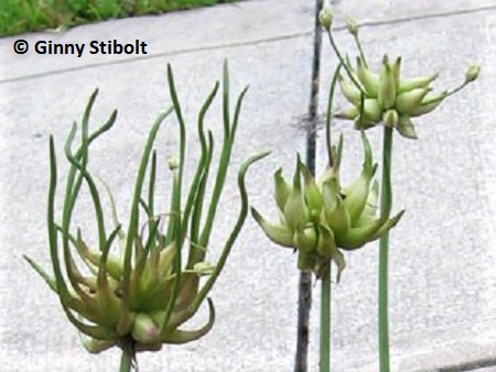 Meadow garlic inflourences in three different stages of development. Photo by Stibolt