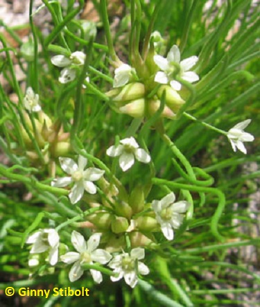 Wild-haired meadow garlic flowers are great additions to salads and stir fries.  Photo by Stibolt