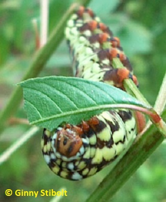 A large worm devours leaves from a bushy seedbox.  Photo by Stibolt