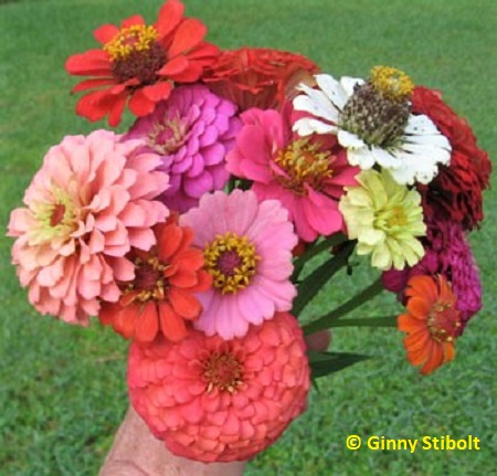 This zinnia bouquet shows the variety of flowers.  Photo by Stibolt.