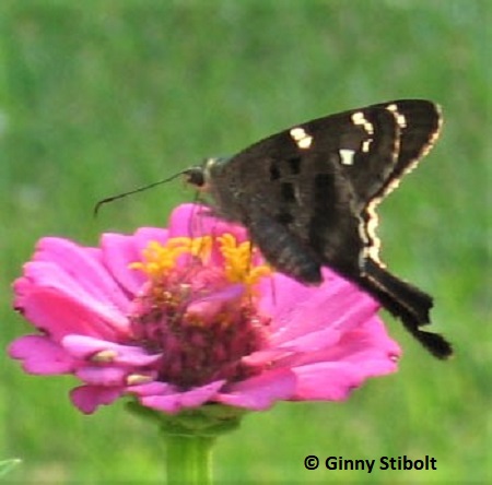 A long tailed skipper flits amongst the zinnias.  Photo by Stibolt.