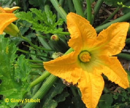 Male and female zucchini flowers.  Photo by Stibolt.