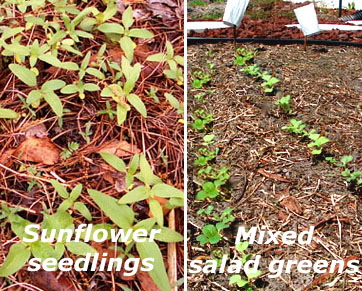 In fields or rows, gardeners learn to identify seedlings.  Photos by Stibolt.