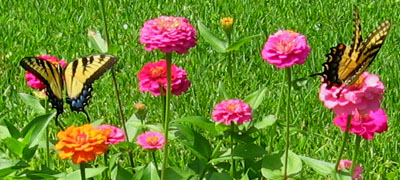 2 swallowtail butterflies visit Ginny's zinnias.  Photo by Stibolt