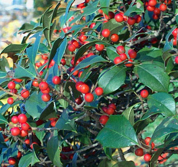Ilex opaca, American Holly - 
                  Photo by Stibolt