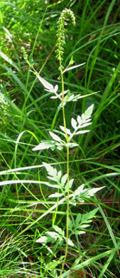 Ragweed's poolen causes more allergies than goldenrod.  Photo by Stibolt.