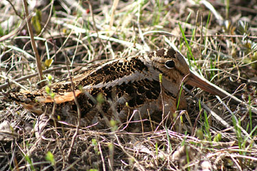 Woodcock--photo from wiki-commons
