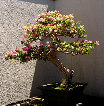 Bouganivillea as a bonsai. Photo by Stibolt