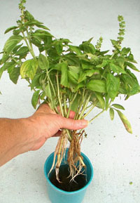 Basil roots.  Photo by Stibolt
