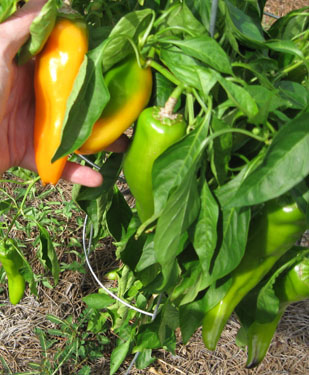 BigDaddy peppers.  Photo by Stibolt