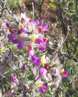Purple Sage in Palo Duro Park in TX.  Photo by Stibolt