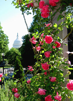 US Botanic Garden in Washington, DC photo by Stibolt