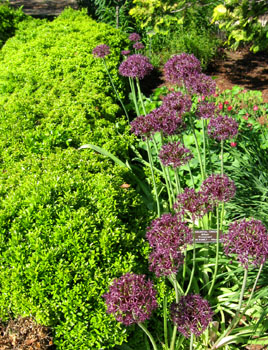 Allium flowers contrast with yellow foliage.  Photo by Stibolt