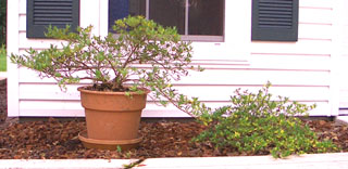 Compact Gardenias before and after planting in containers. Photo by Stibolt