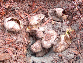 The cooter eggs did not hatch.  Photo by Stibolt