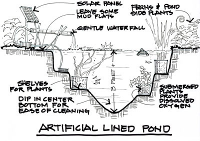 Drawing by John Markowski illustrating how to set up a pond.