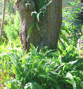 Ginny's neighbor's Ebony Spleenworts - 
                  photo by Stibolt