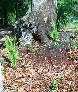 Ginny's ebony Spleenworts 
          - photo by Stibolt