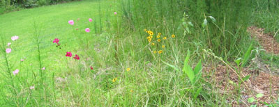 The elephant burial ground meadow with its path.  Photo by Stibolt.