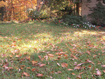 Fall yard picture