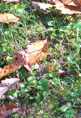 Closeup of fall yard
