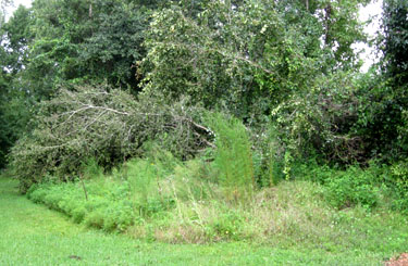 3 trees fell over onto our septic tank drainfield. Photo by Stibolt