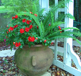 Ferns & Impatiens work well 
      together in a pot by the pond.  Photo by Stibolt