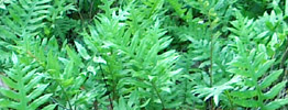 Netted Chain ferns