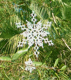 Snowflakes & Palm Trees: 
                  The only type of snow we're likely to see in northern Florida.  Photo by Stibolt