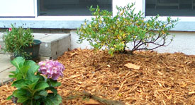 Gardenia on mound with Mothers' Day Hydrangea in front.  Photo by Stibolt