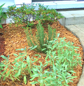 Gardenia on a mound with Rosemary & Sage in front.  Photo by Stibolt