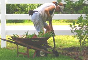 Ginny works at delawning her yard.