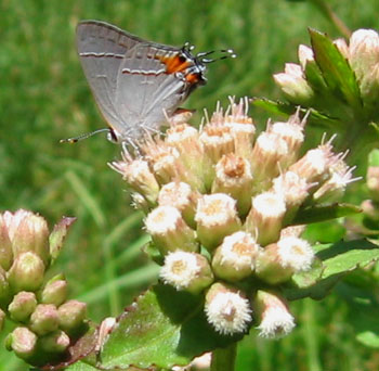 Gray Hairstreak butterfly on a stinking fleabane.  Photo by Stibolt.