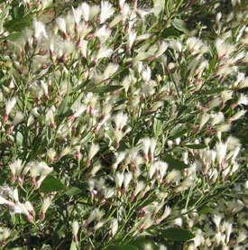 Groundsel Tree produces an abundance of white flowers in the fall.  Photo by Stibolt