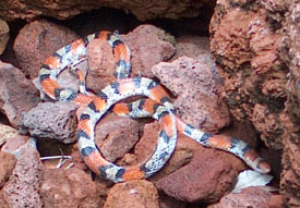 Scarlet Snake baskign on rocks.  Photo by Stibolt