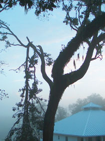 Live Oak branch broken by Frances