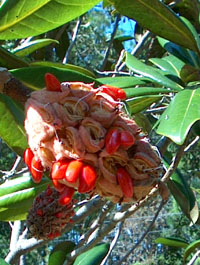 Magnolia fruits. Photo by Stibolt