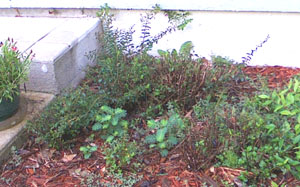 Mexican Heather & weeds on right side of back step.  Photo by Stibolt